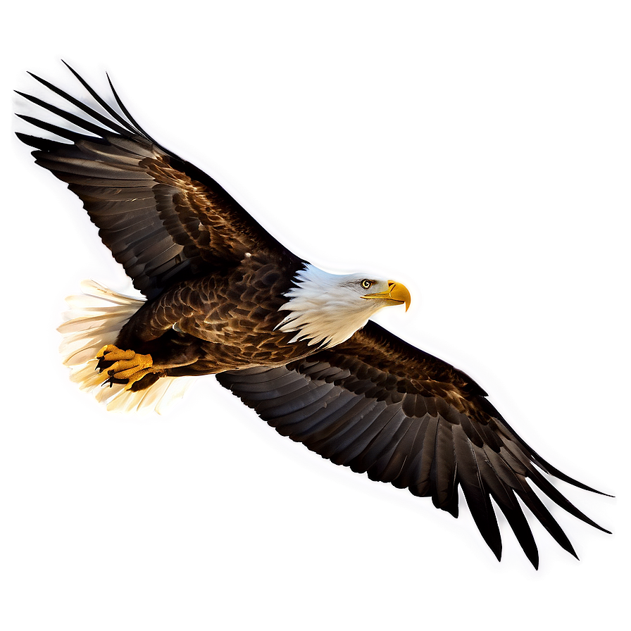 American Eagle In Sunset Png Msr98 PNG Image