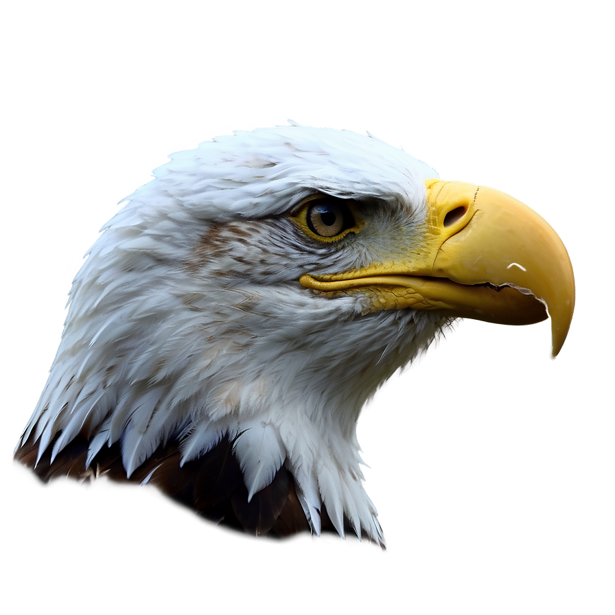 American Eagle Portrait Png Vvt PNG Image