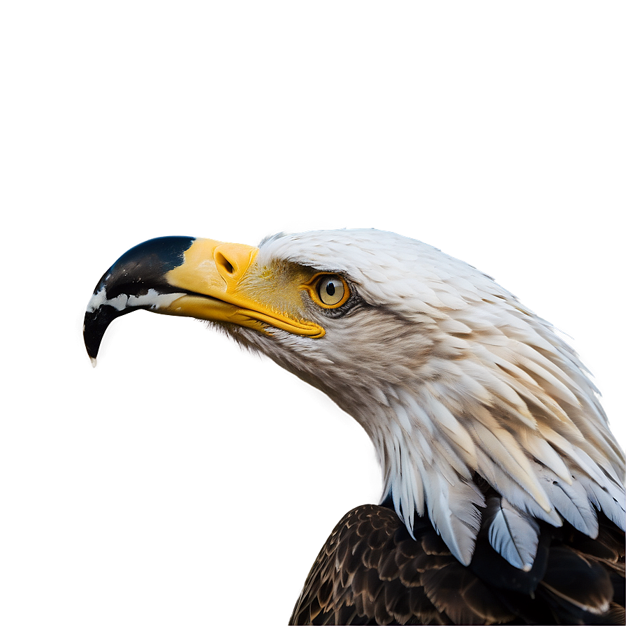 American Eagle With Prey Png Crr PNG Image