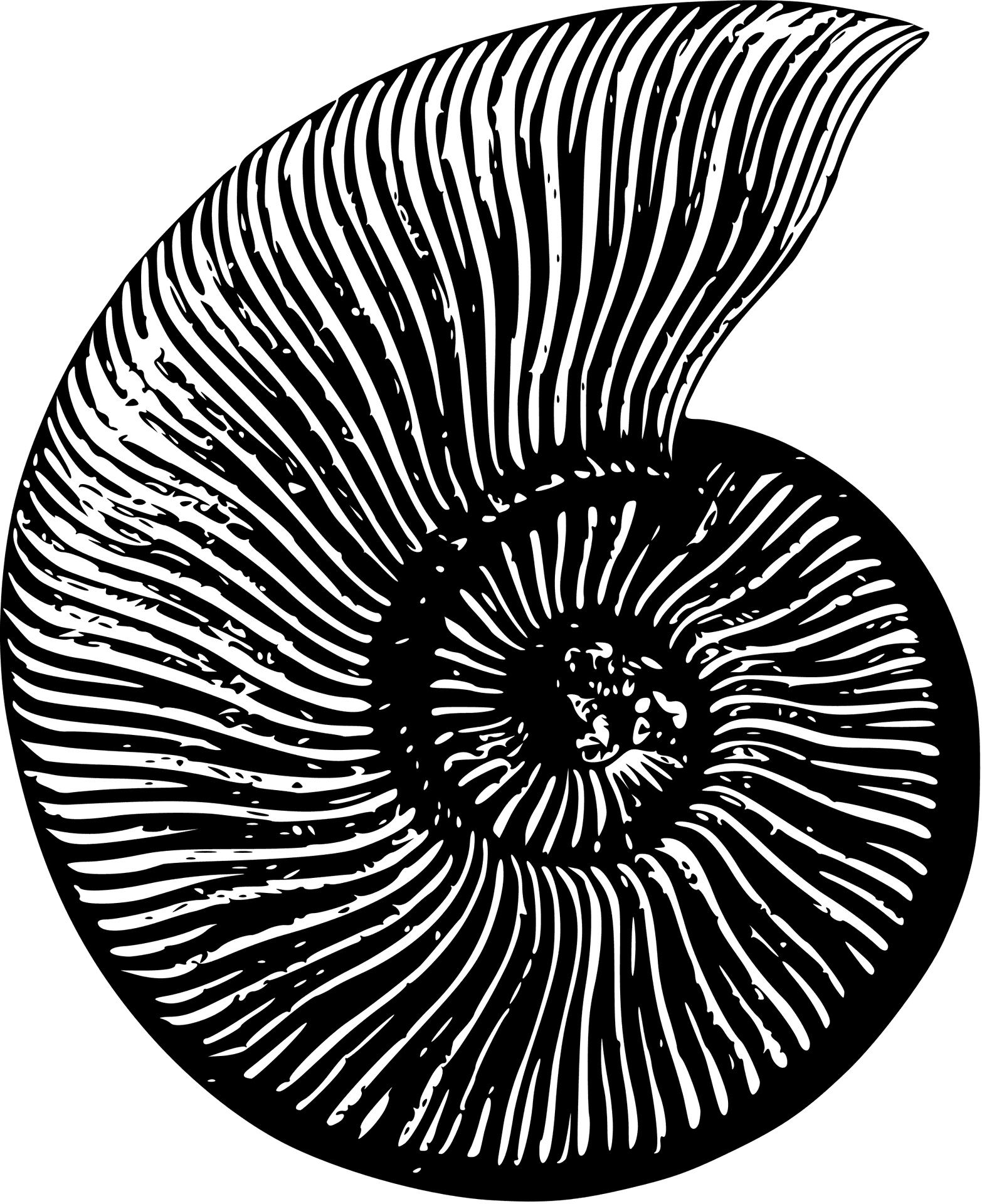 Ammonite Fossil Illustration PNG Image