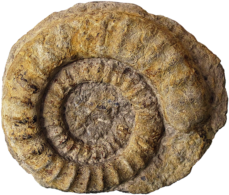 Ammonite Fossil Spiral Texture PNG Image