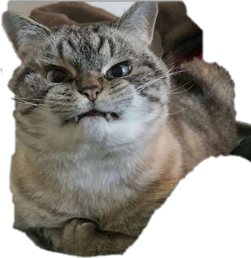 Amused Grumpy Cat Expression PNG Image