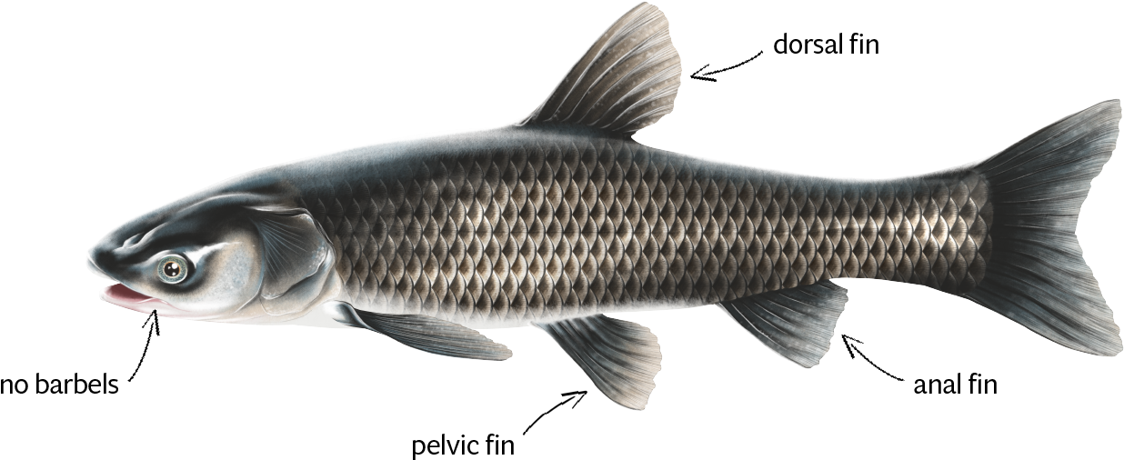 Anatomical Illustrationof Carp PNG Image