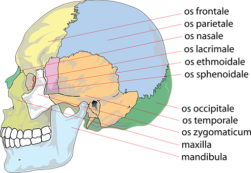 Anatomical Skull Illustrationwith Force Lines PNG Image