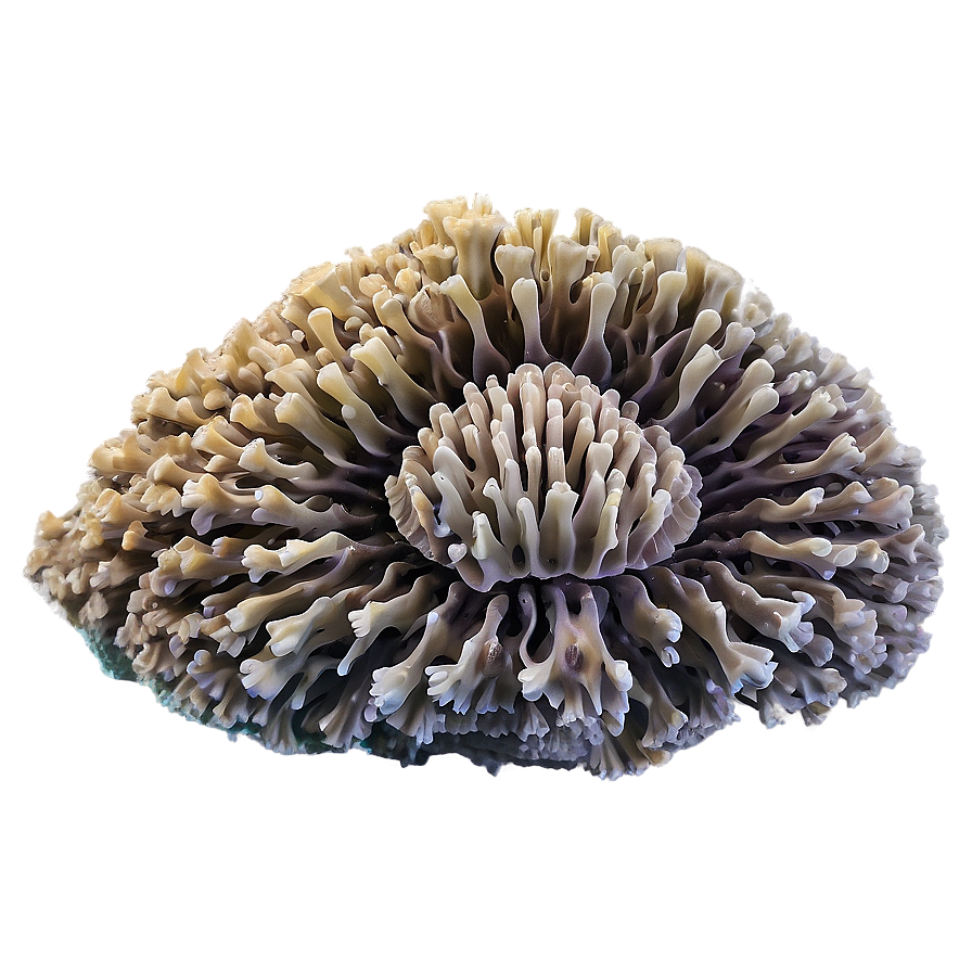 Ancient Coral Formation Png 05242024 PNG Image