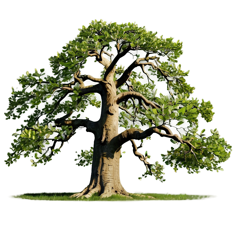 Ancient Oak Tree Png 49 PNG Image