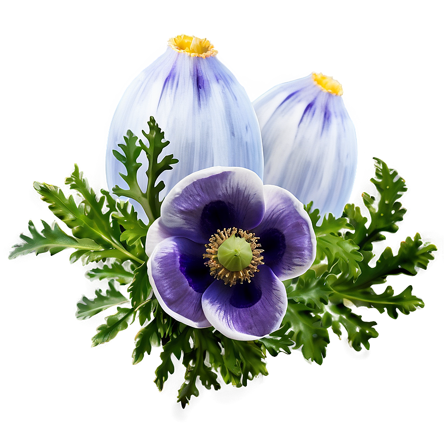 Anemone A PNG Image