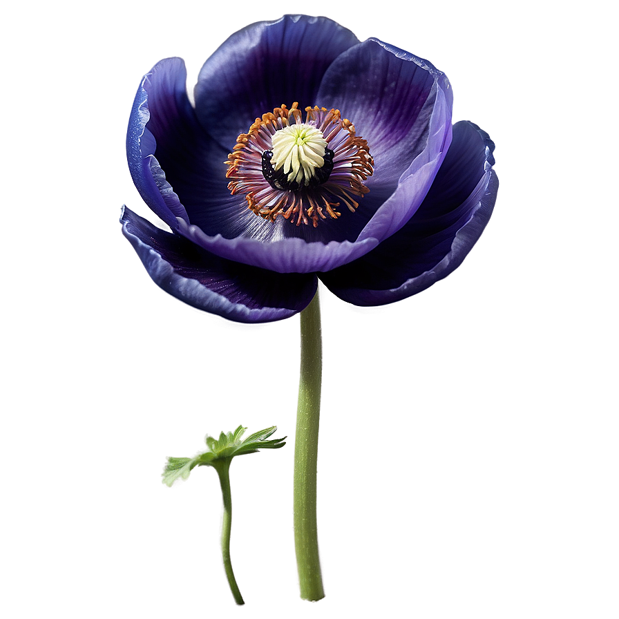 Anemone Botanical Art Png Yva97 PNG Image