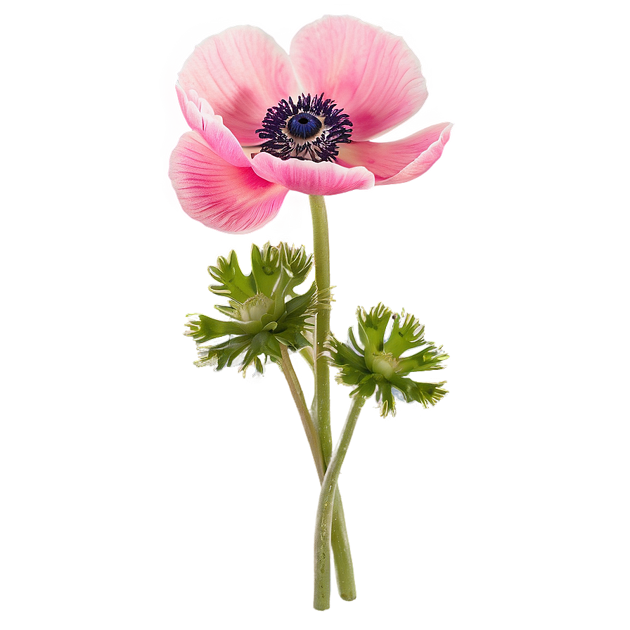 Anemone Bunch Png 81 PNG Image