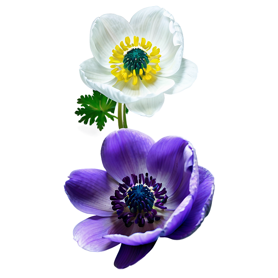 Anemone Drawing Png 94 PNG Image