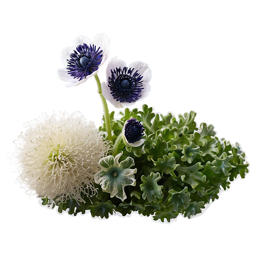 Anemone Fresh Look Png 29 PNG Image