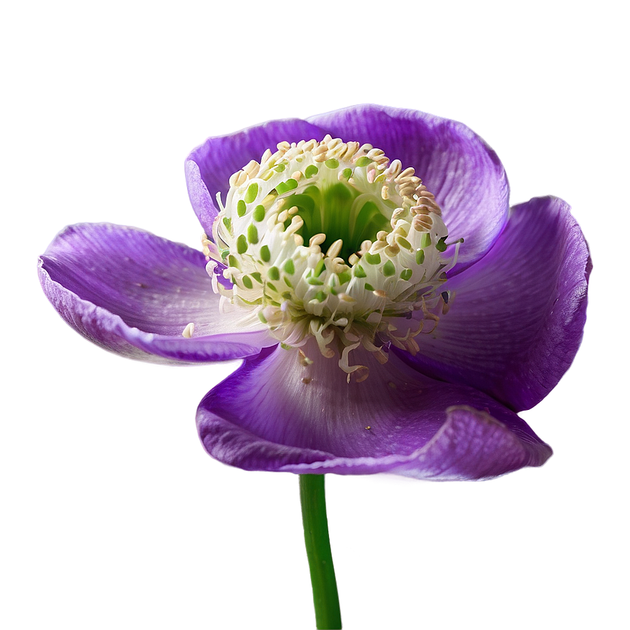 Anemone Fresh Look Png 91 PNG Image