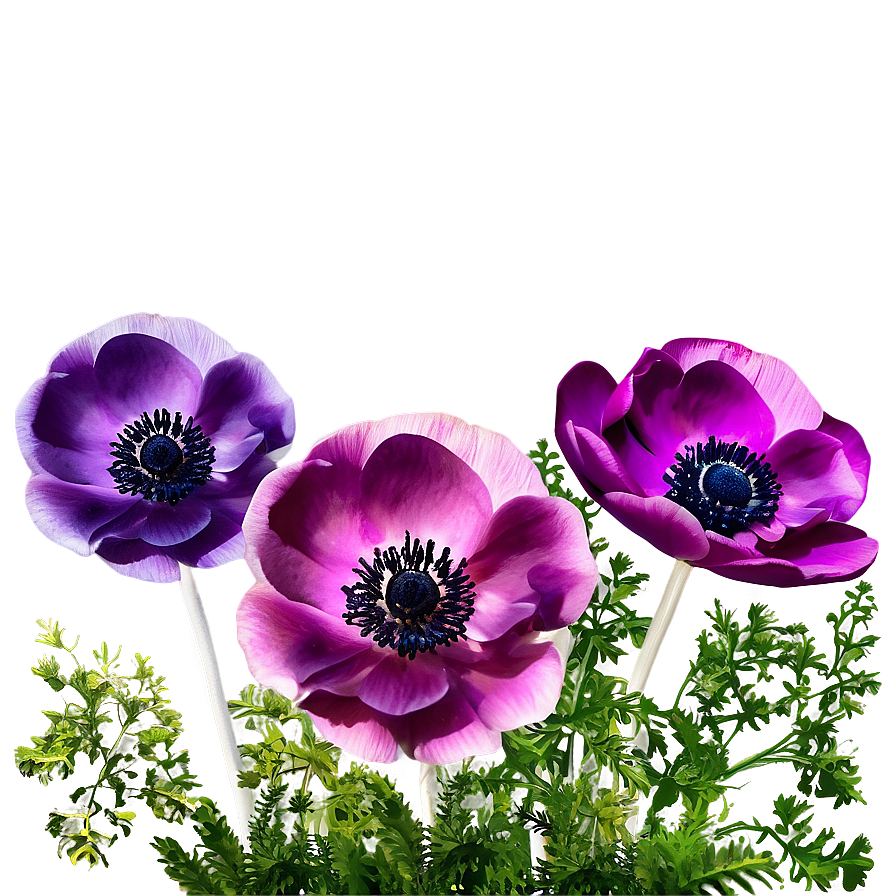 Anemone Garden Scene Png Hbr PNG Image