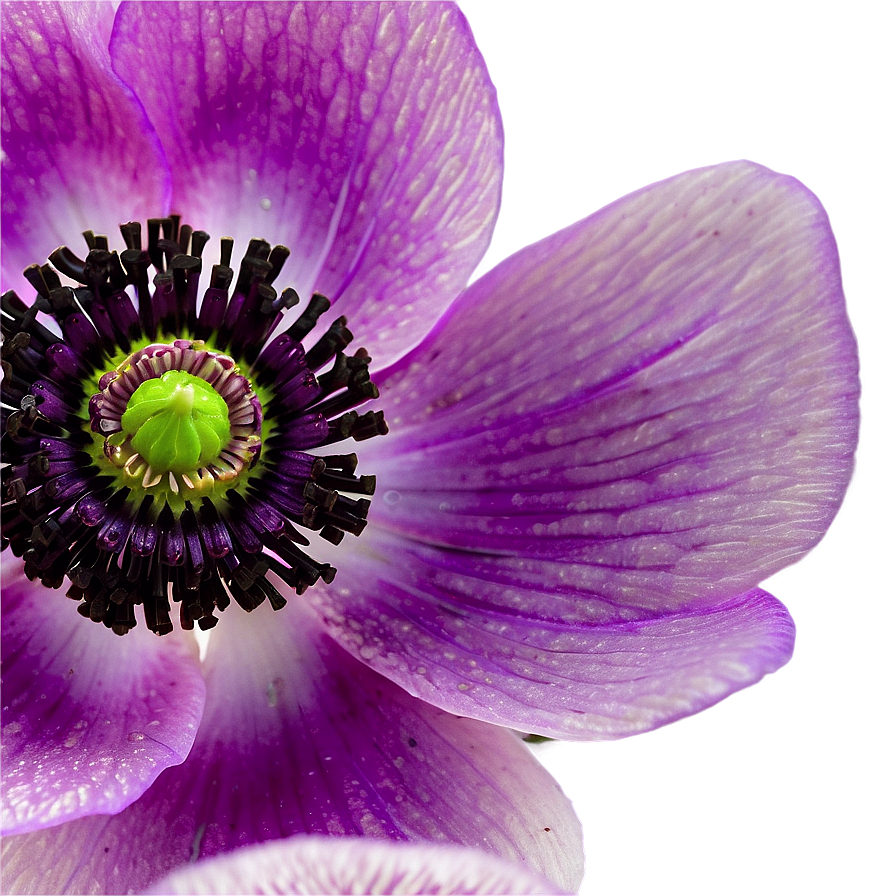 Anemone Macro Shot Png 52 PNG Image