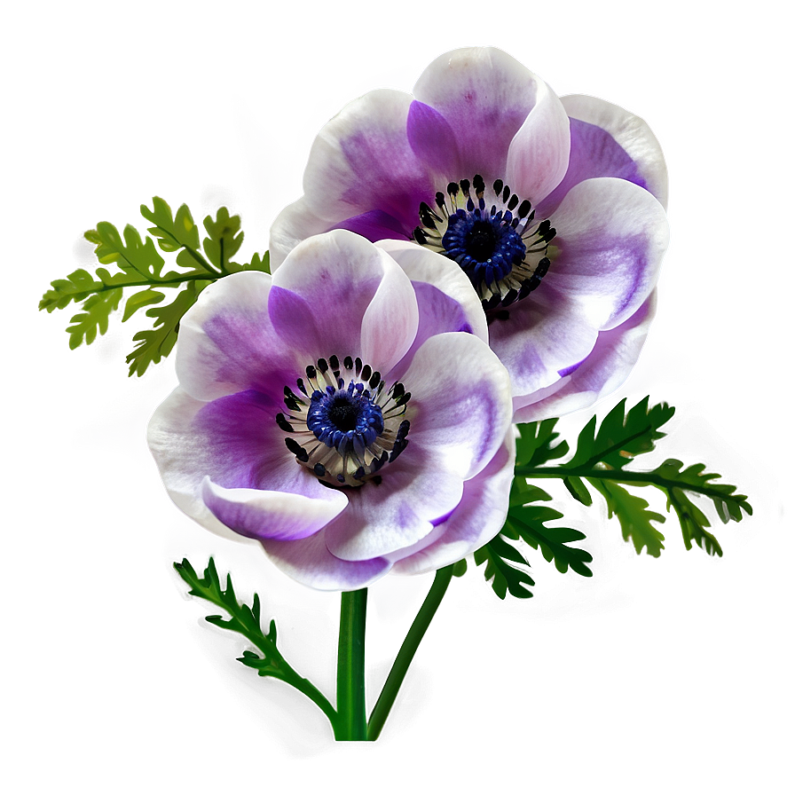 Anemone On White Background Png 51 PNG Image