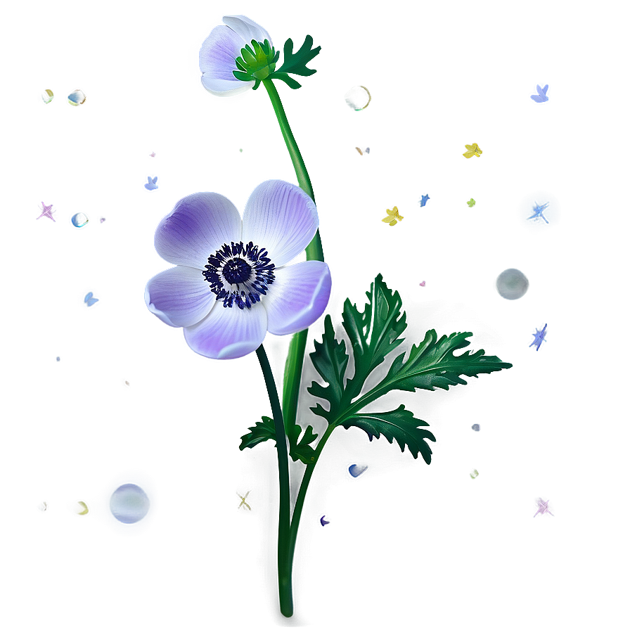 Anemone Transparent Background Png 35 PNG Image