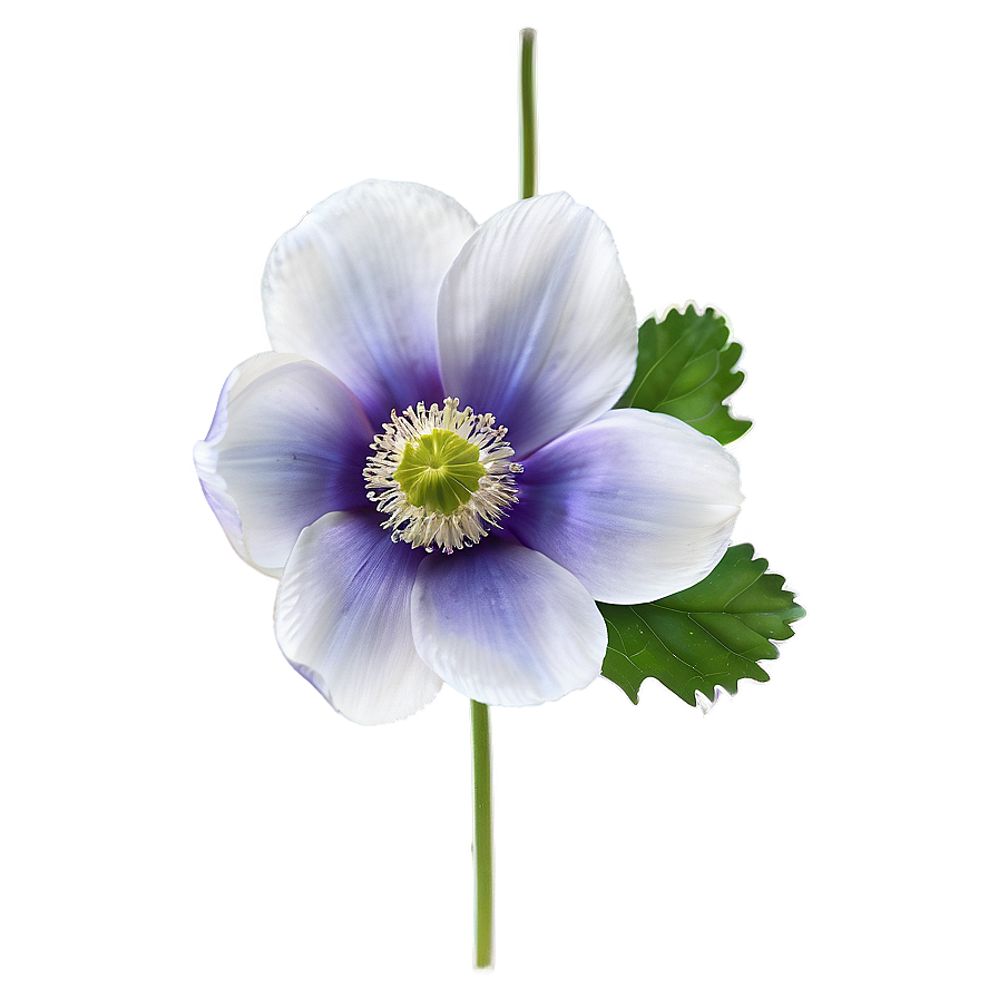 Anemone Transparent Background Png 76 PNG Image