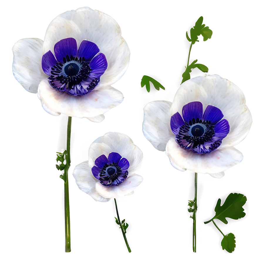 Anemone Wedding Decor Png 06252024 PNG Image