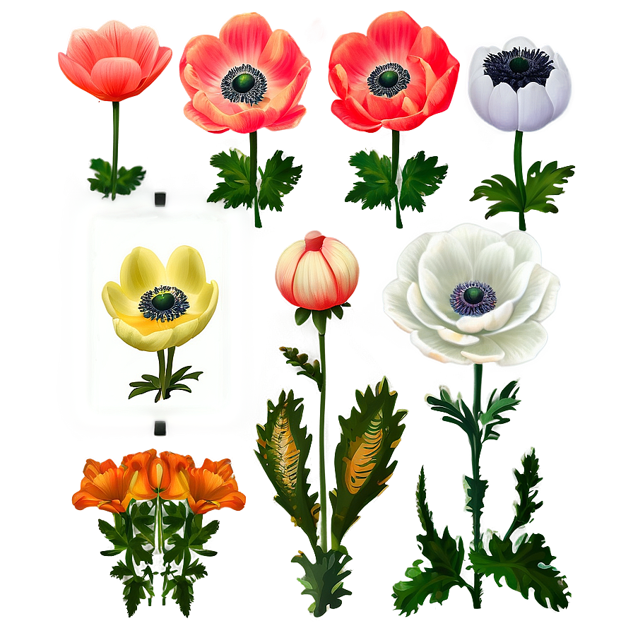 Anemone Wedding Decor Png Owh66 PNG Image