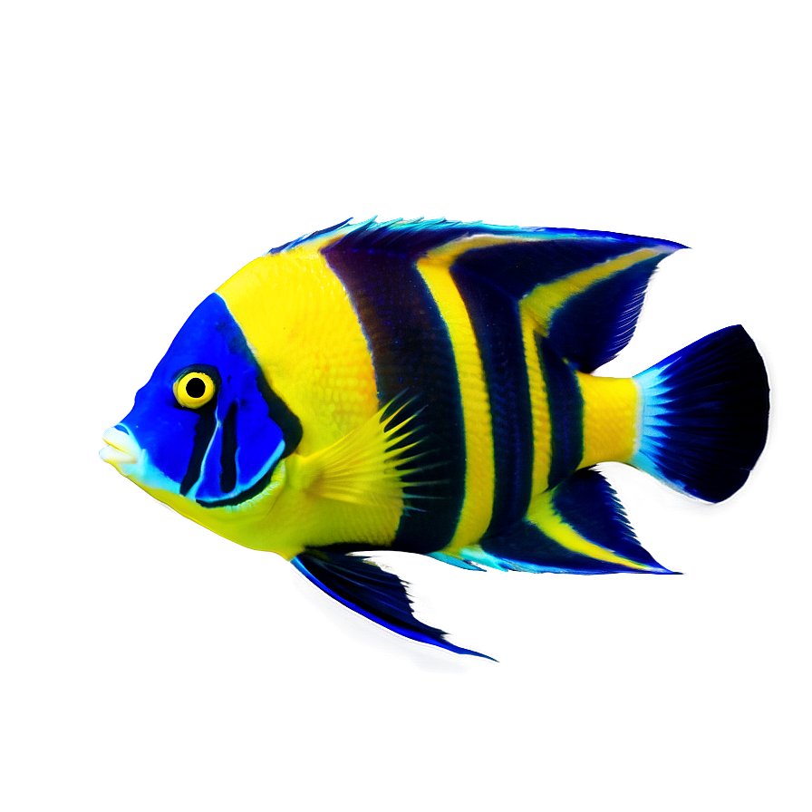 Angelfish Png Gcb PNG Image