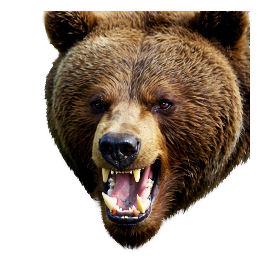 Angry Bear Face Picture Png Uun35 PNG Image