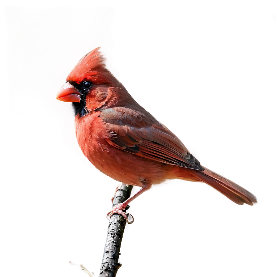 Angry Cardinal Png 05242024 PNG Image