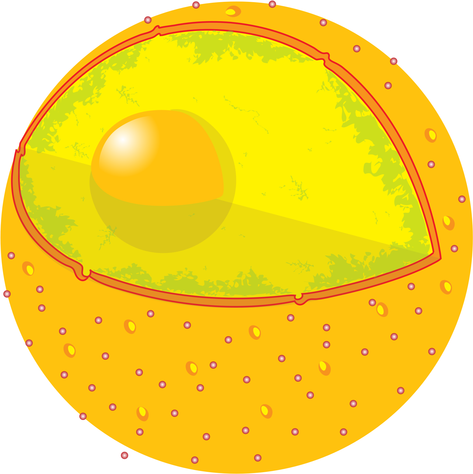 Animal_ Cell_ Structure_ Illustration PNG Image