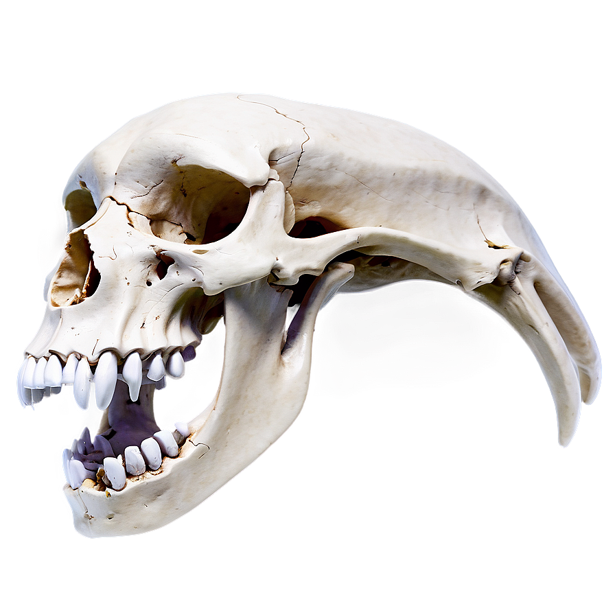 Animal Skull Front View Png Gcp PNG Image