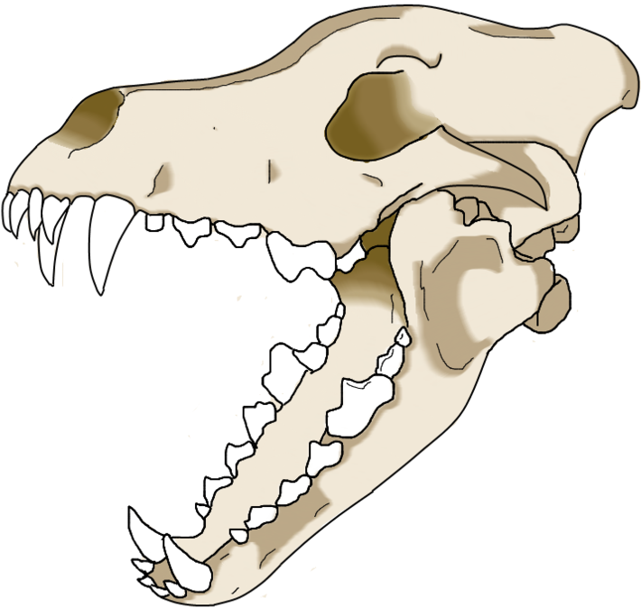 Animal_ Skull_ Illustration.png PNG Image