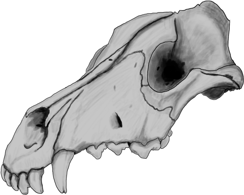 Animal Skull Side View Drawing PNG Image