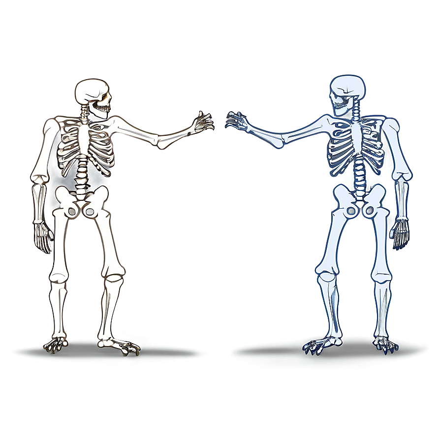 Animal Vs Human Skeleton Png Tci PNG Image