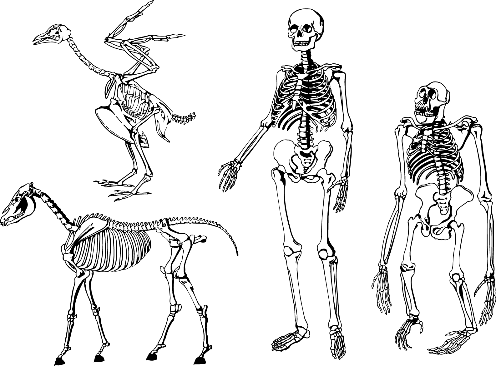 Animaland Human Skeletons Comparison PNG Image