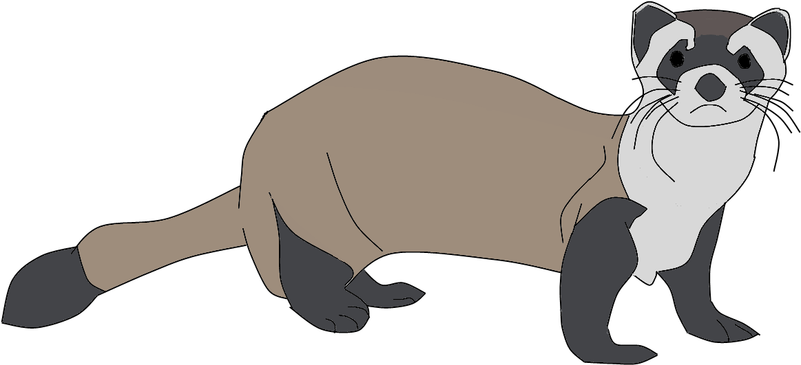 Animated Ferret Illustration.png PNG Image