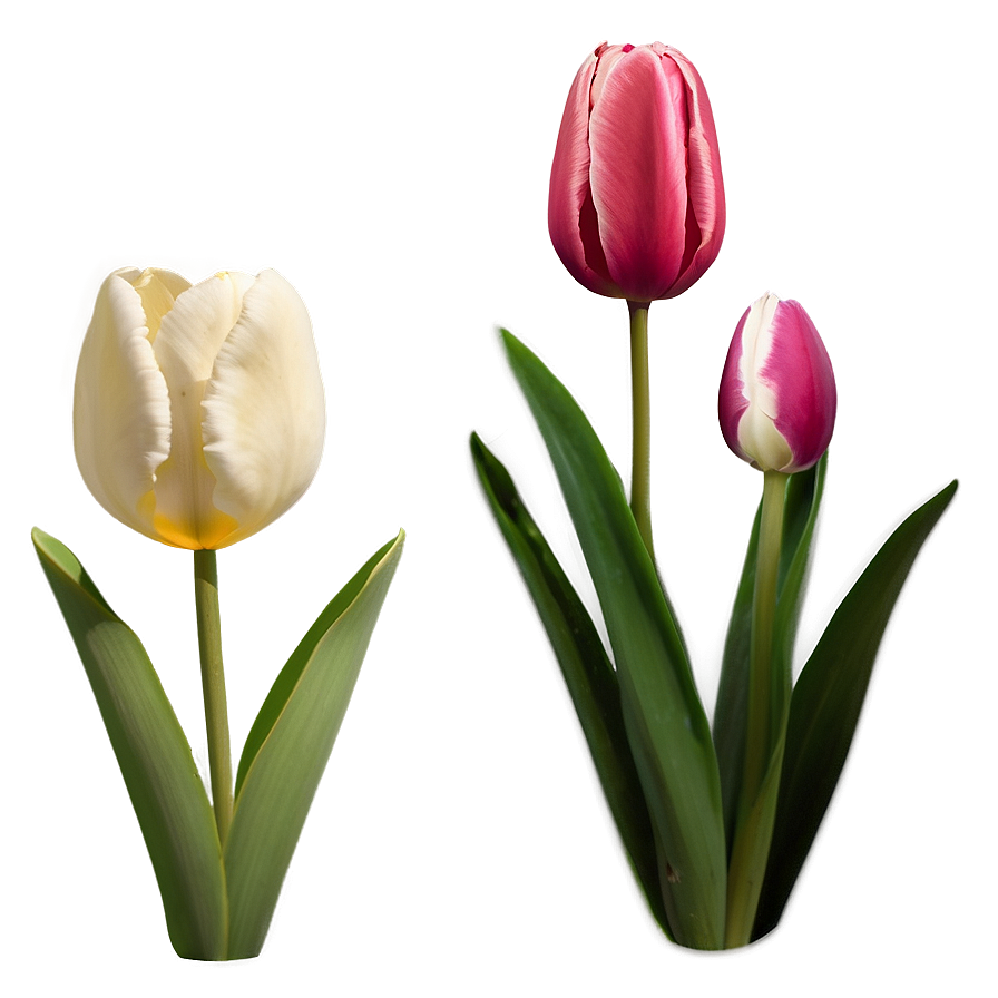 Animated Tulip Png Jku PNG Image