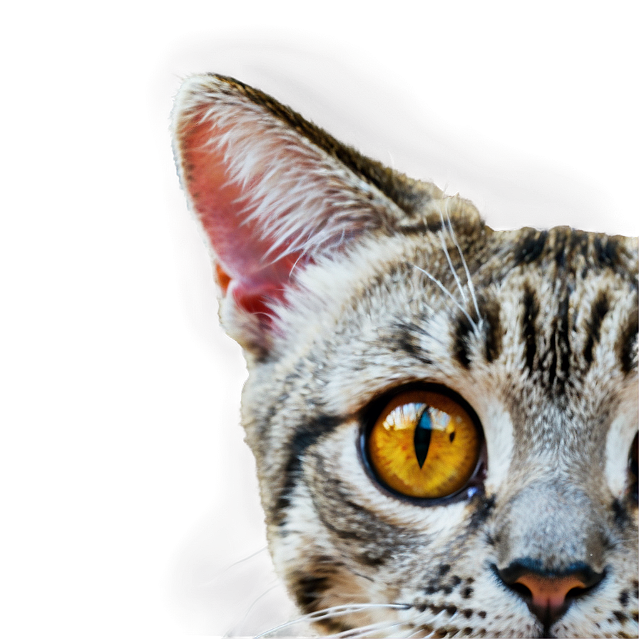 Anime Cat Face Png 58 PNG Image