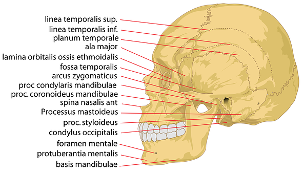 Annotated Human Skull Structure PNG Image