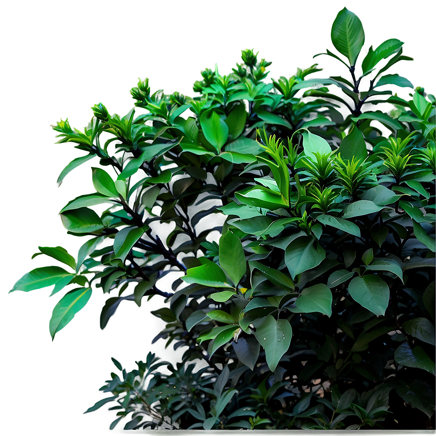 Annual Shrubs Png 77 PNG Image