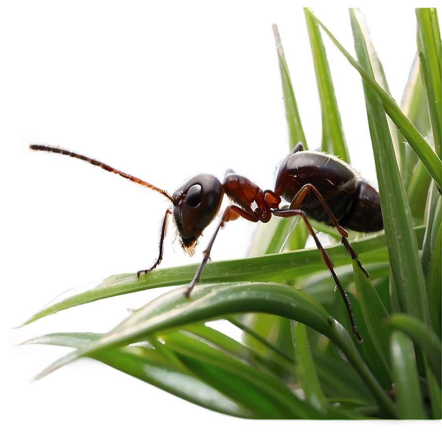 Ant In Grass Photo Png Rox65 PNG Image