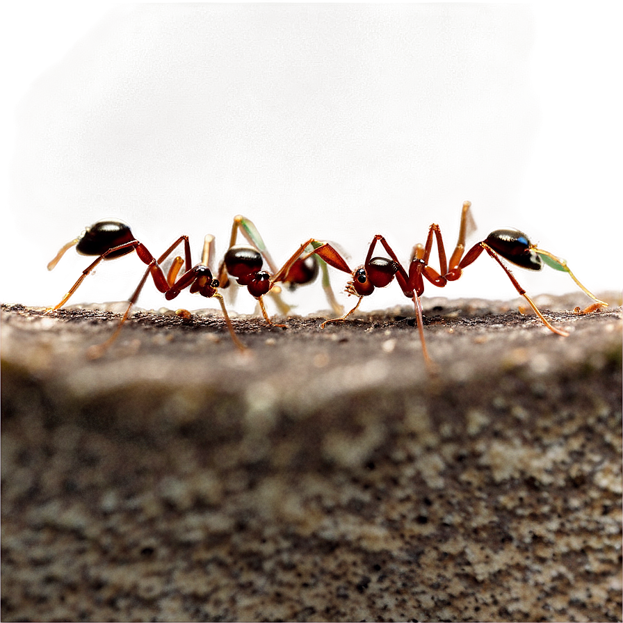 Ants World Png 80 PNG Image