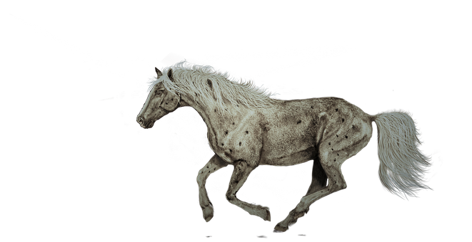 Appaloosa Horsein Motion PNG Image