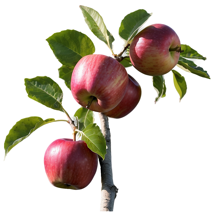 Apple Orchard Pick Png 47 PNG Image