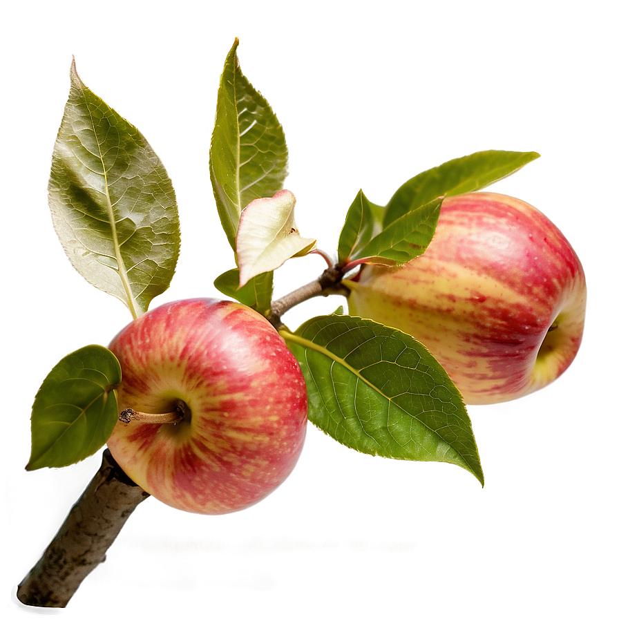 Apple Orchard Pick Png Miy PNG Image