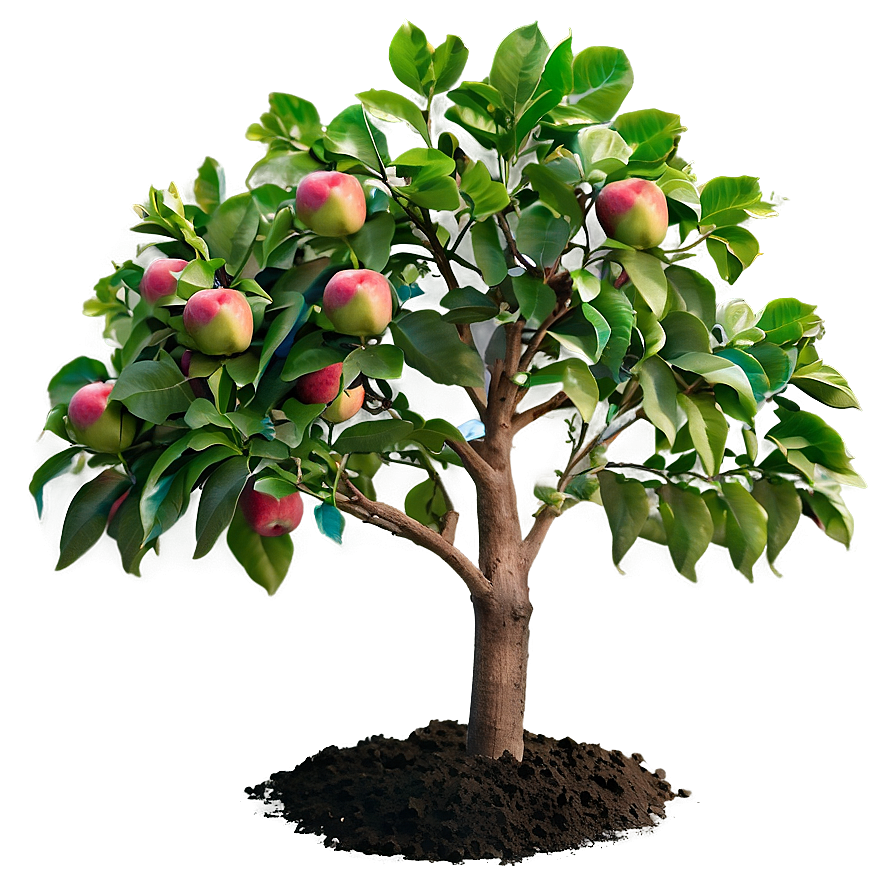 Apple Tree Seedling Png 06132024 PNG Image