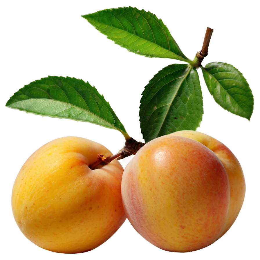 Apricot C PNG Image