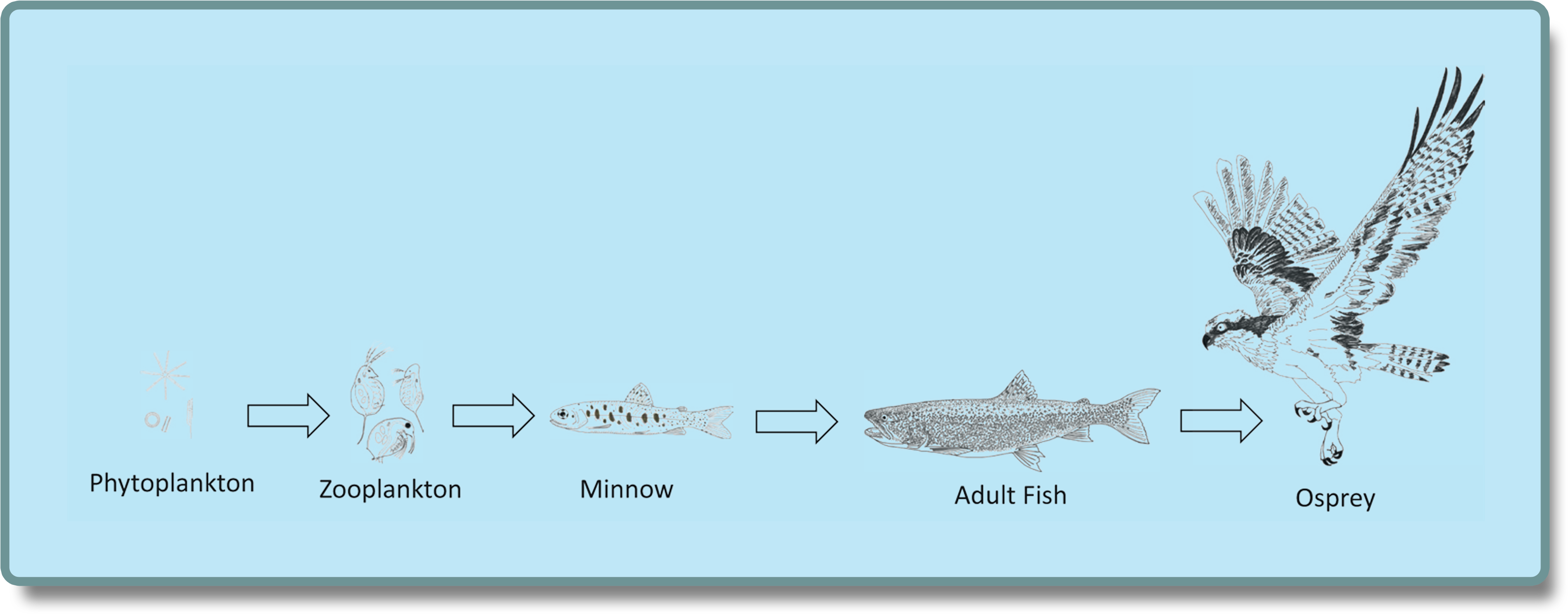 Aquatic_ Food_ Chain_ Illustration PNG Image