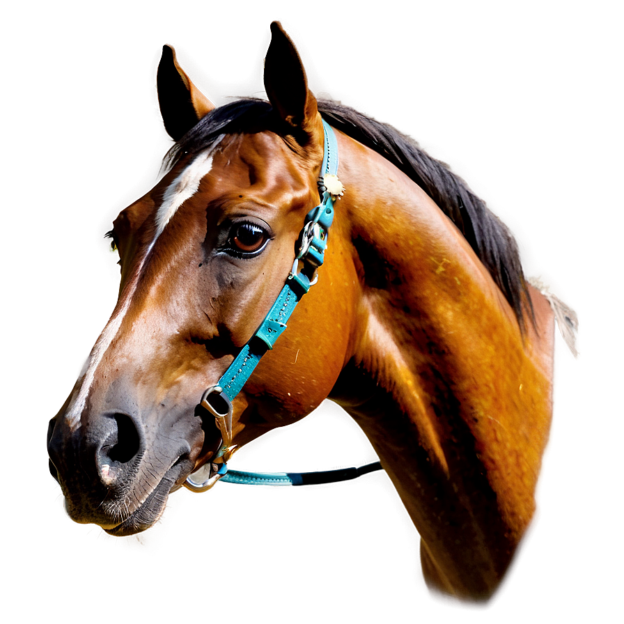 Arabian Horse Png Gws PNG Image