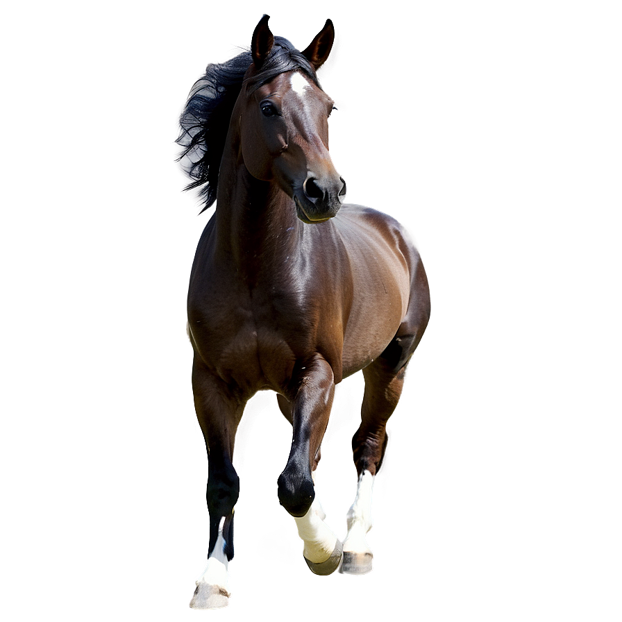 Arabian Horse Png Mun45 PNG Image