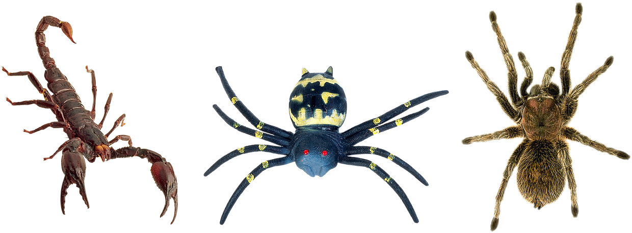 Arachnid Variety Showcase PNG Image