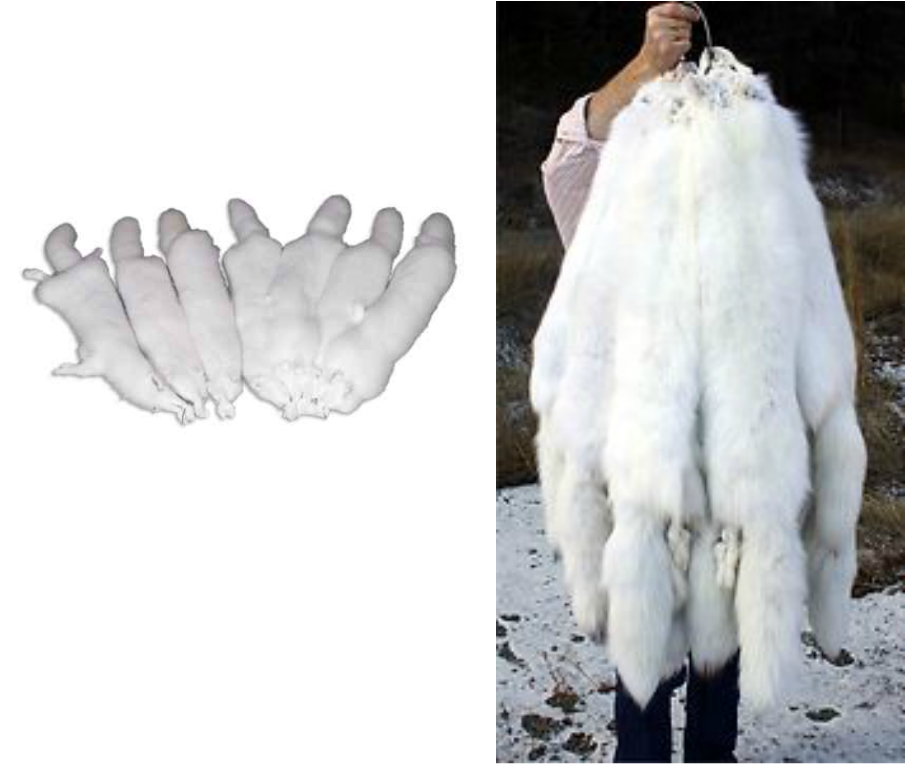 Arctic Fox Peltsand Claws PNG Image