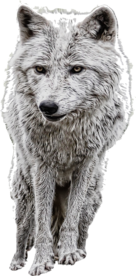 Arctic Fox Standing Portrait PNG Image